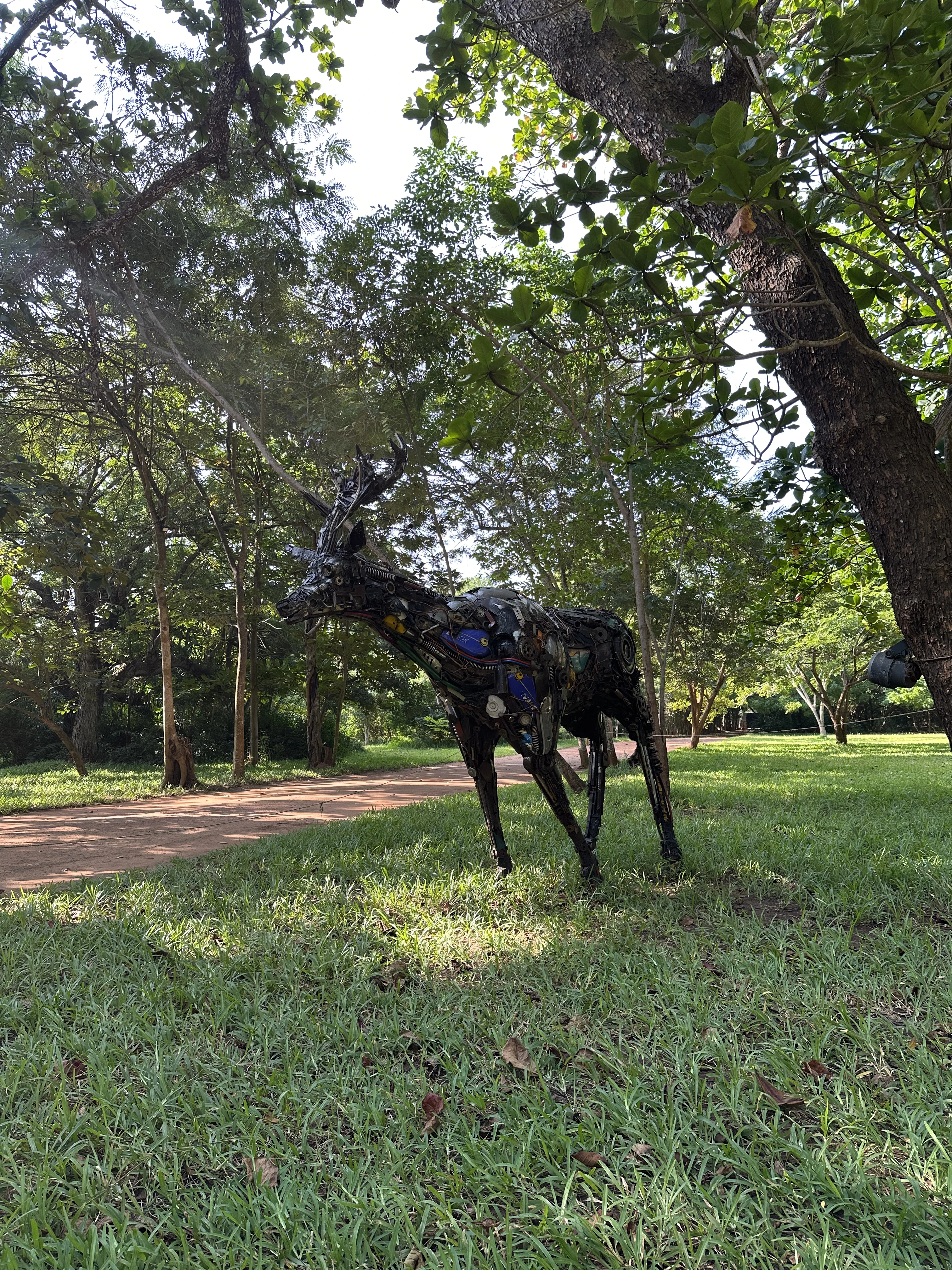 Buffalo at Kara Park